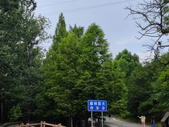 -白水寺森林公园