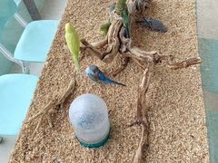 -怪兽屋·羊驼·猫咖·狗咖(俊华广场店)