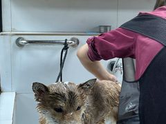 -帕帕拉兹宠物(亚洲旗舰店)