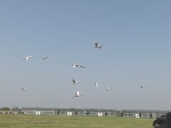 -盐城丹顶鹤湿地生态旅游区