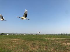 -盐城丹顶鹤湿地生态旅游区