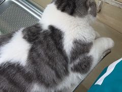 -瑞派动物医院·猫专科·至诚(江南中分院)