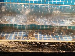 -焰江山海鲜牛排烤肉自助(锦华万达二星店)