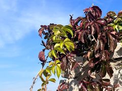 -原山国家森林公园