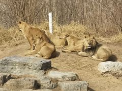 -北京野生动物园