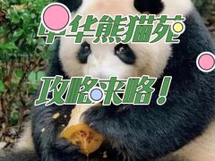 -都江堰中华大熊猫苑