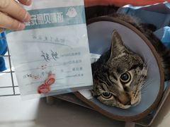 -谐和贝康宠物医院24小时·宠保定点(急重症转诊中心)