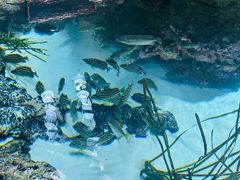 -西雅图水族馆