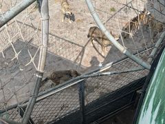 -西霞口神雕山野生动物世界