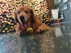 -百好乐宠物友好餐厅(朝外大街店)