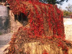 -北京西山国家森林公园