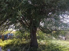 -亿利库布其七星湖沙漠生态旅游区