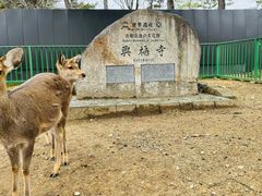 -奈良公园