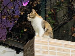 -芬芳甜品(同福路店)