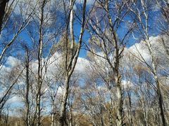 -塞罕坝国家级自然保护区