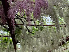 -嘉定紫藤园