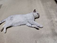 -藏猫猫咖啡主题馆(中央大道店)