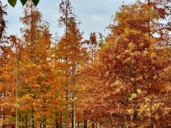 -白鹭湾湿地公园