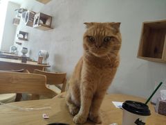 -藏猫猫咖啡主题馆(中央大道店)