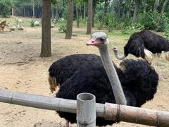 -大连森林动物园