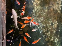 -聚缘堂·海鲜私房菜(松岭路店)