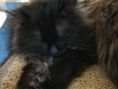 -绒爪撸猫下午茶·猫咖