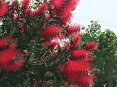 -桤木河湿地公园