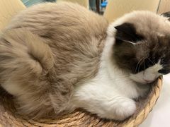 -安格丽娜·狗咖·猫咖羊驼咖(春熙路百盛商场店)