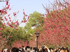 -八仙山公园