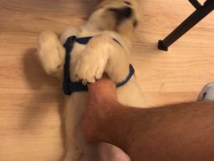 -多乐狗狗宠物训练工作室