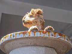 -浣熊柯尔鸭土拨鼠·电玩咖