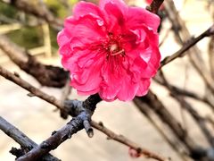 -南国桃园旅游度假区