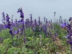 -味莊·青岛菜(云霄路店)
