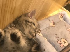 -屋虎猫馆(宝安大仟里店)