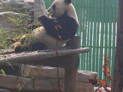 -西霞口神雕山野生动物世界