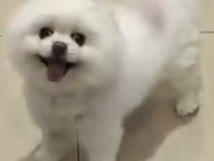 -申普宠物医院·眼科·心内科·影像科(普陀分院)