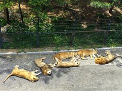 -大连森林动物园