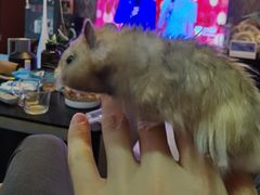 -达爱动物医院·犬猫分区·CT·复杂眼科(远洋山水分院)