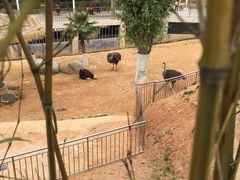 -泉州海丝野生动物世界