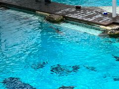 -新加坡水上探险乐园