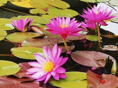 -国家植物园南园