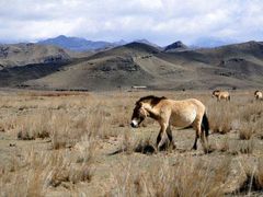 -新疆天山野生动物园