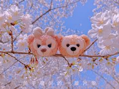 -顾村公园