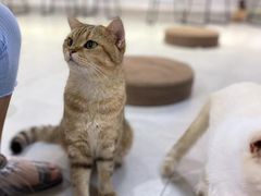 -Heymao猫咖.咖啡厅(东门店)