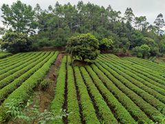 -广东天露山旅游度假区