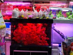 -双季花艺园艺市场(浦东店)