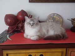 -瑞派天宁宠物医院·猫科·异宠中心