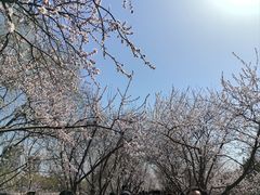 -桃花堤公园
