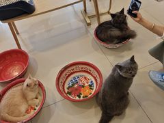 -平行世界·猫咖(首经贸店)