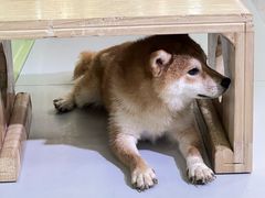 -柴源莊·柴小宠柴犬咖啡